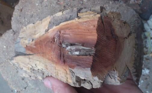 木材变质问题