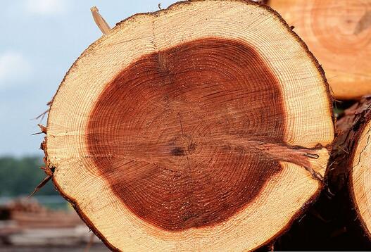 关于木材你可能还不知道的小常识