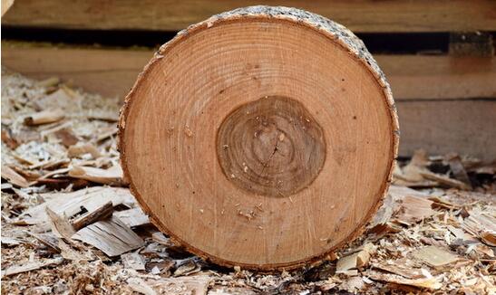 重庆木材加工：如何判断木材强度