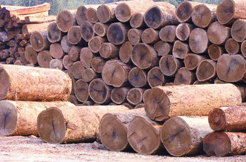 非法砍伐致缅甸境内木材资源锐减