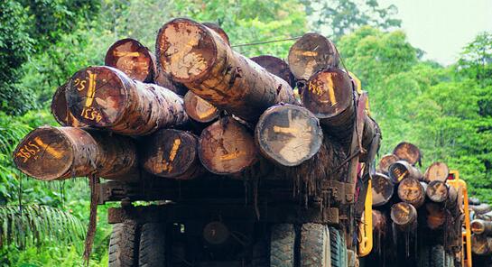 如何看待“全缅将停止木材砍伐”事件